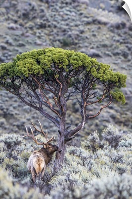 Bull Elk In A Field Of Sagebrush Next To A Juniper Tree, Yellowstone National Park