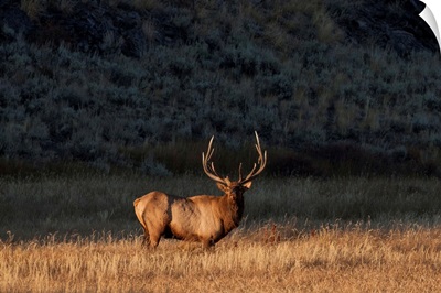 Bull Elk Stands In A Prairie, Yellowstone National Park, Wyoming