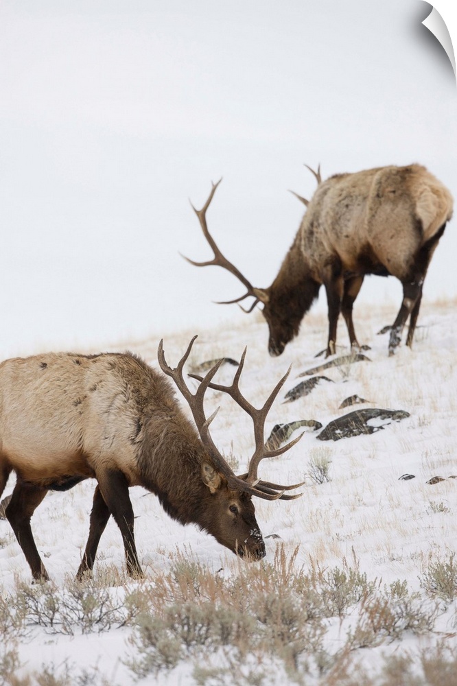Bull elks (Cervus canadensis) graze in a snow covered prairie in Yellowstone National Park, Wyoming, United States of America