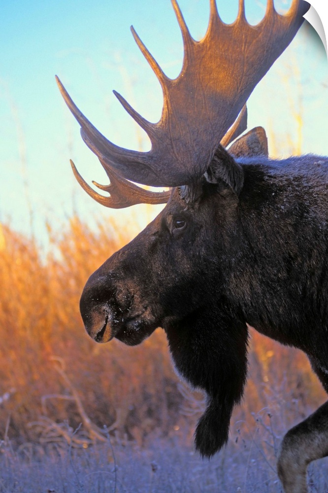Bull Moose At Dawn, Autumn, Rocky Mountains