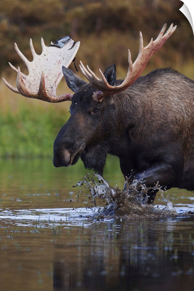 Bull Moose Walks Through A Pond In Denali National Park, Interior Alaska