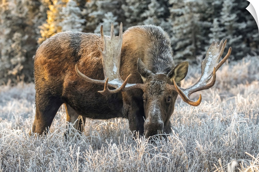 Mature bull moose (alces alces) feeding in early morning with hoar frost in in the field, south anchorage, south-central A...