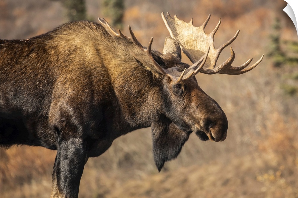 Bull moose (alces alces) in autumn during rut season, Denali national park and preserve, interior Alaska, united states of...