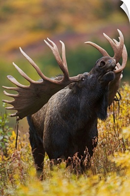 Bull Moose In Autumn, Powerline Pass, Chugach State Park, Chugach Mountains, Alaska