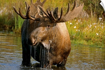 Bull Moose In Pond, Denali National Park, Alaska