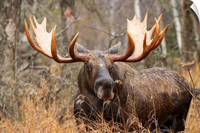 Bull moose in rutting season
