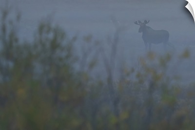 Bull Moose In The Mist, Yukon, Canada