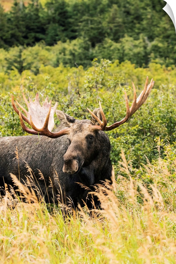 Bull moose (alces alces) in the rutting period, Powerline Pass, South-central Alaska, Anchorage, Alaska, United States of ...