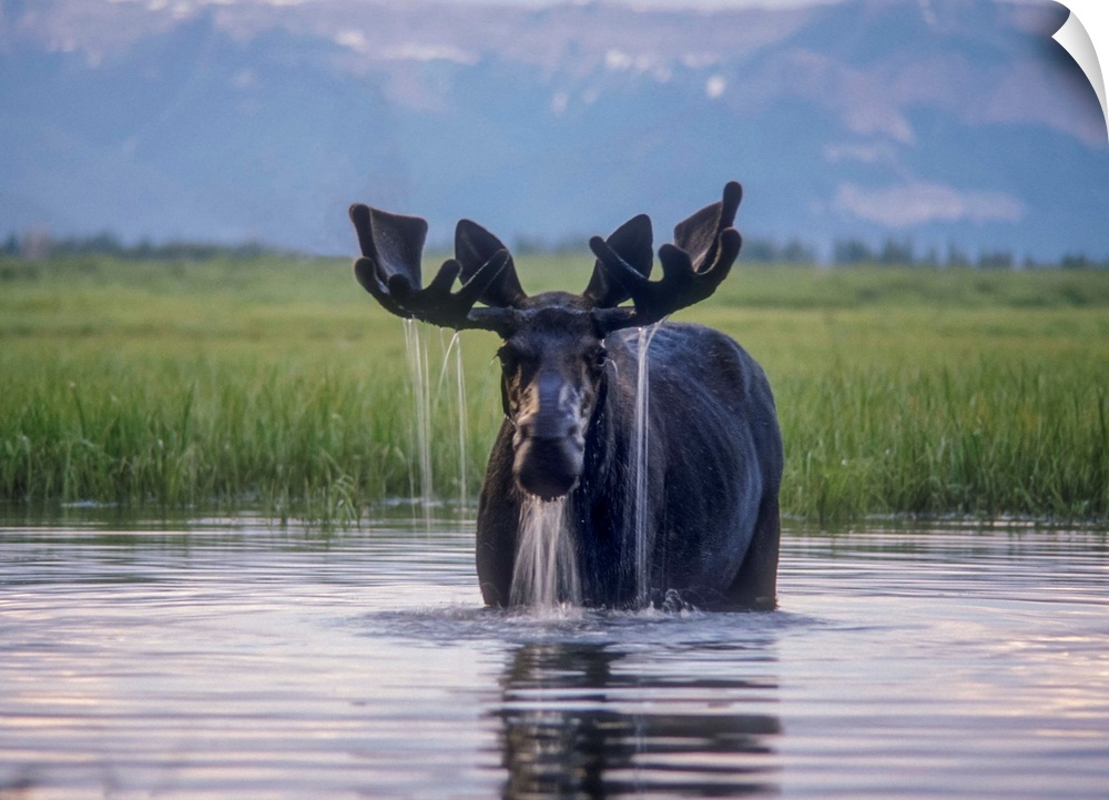 Water pours from the antlers of a bull moose (Alces alces) lifting his head from Beaverdam Creek in Yellowstone National P...