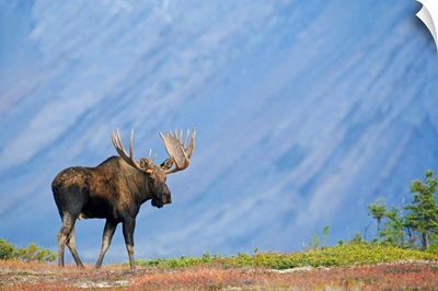 Bull Moose, Powerline Pass, Chugach State Park, Chugach Mountains, Alaska