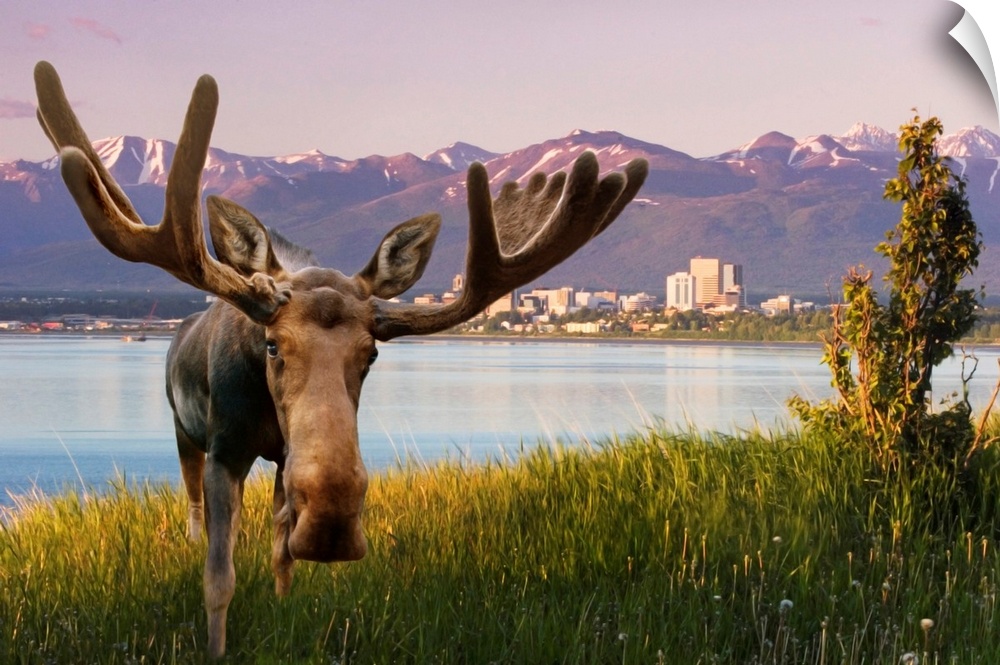 Bull Moose Standing In Front Of View Of Anchorage Skyline, Alaska