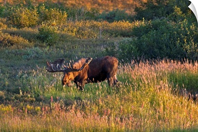 Bull moose stands on Fall colored tundra at sunset in Denali National Park, Alaska