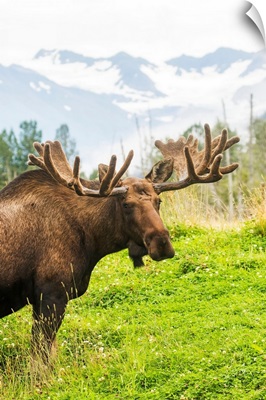 Bull moose with antlers in velvet, South-central Alaska, Portage, Alaska