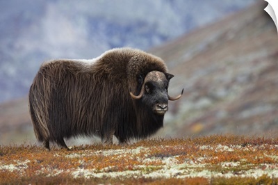 Bull Muskox On Tundra, Dovrefjell-Sunndalsfjella National Park, Norway