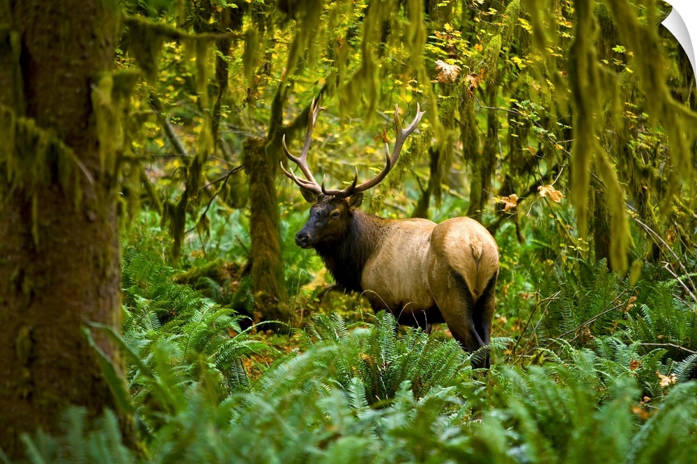 Bull Roosevelt elk (Cervus canadensis roosevelti) framed by rainforest foliage, Washington.