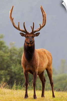 Bull Roosevelt Elk With Antlers In Velvet Stands Alert, Alaska