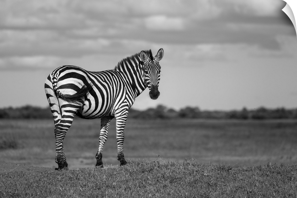 Portrait of a Burchell's zebra (equus quagga burchellii) standing on a grassy bank on the savanna at the Grumeti Serengeti...