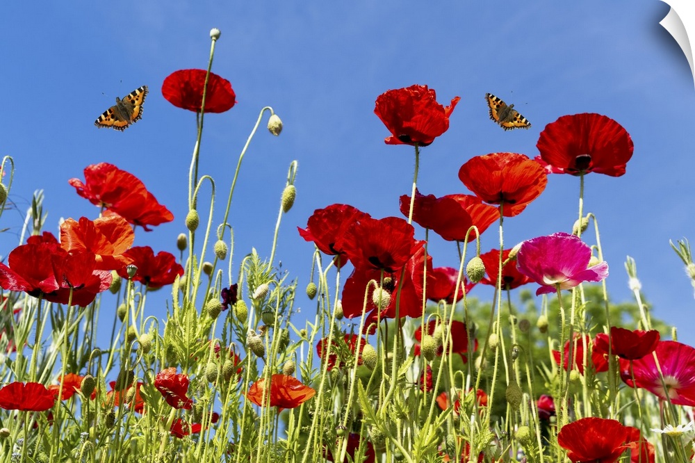 Butterflies flying over red poppies; Whitburn, Tyne and Wear, England.