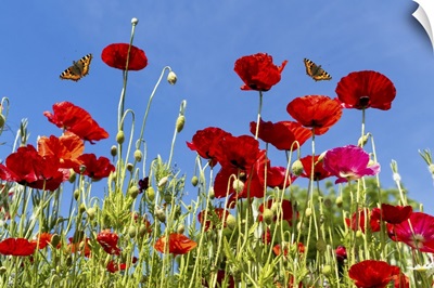 Butterflies Flying Over Red Poppies, Whitburn, Tyne And Wear, England