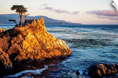 California, Big Sur Coast, Pebble Beach, Lone Cypress Tree And Rugged Rock