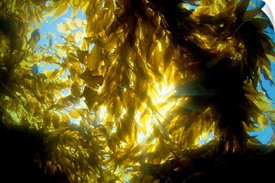 California, Catalina Island, Sunlight Streaming Through A Forest Of Giant Kelp