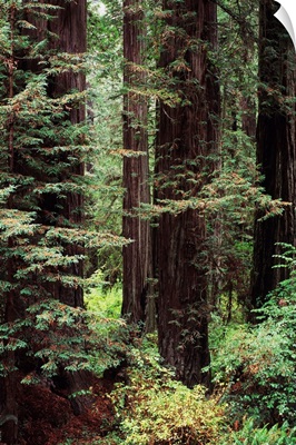 California, Jedediah Smith Redwoods State Park, Old Growth Of Redwood Trees