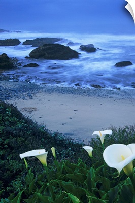 California, Pescadero, Calla Lilies Along Coastline, Beach And Ocean In Background