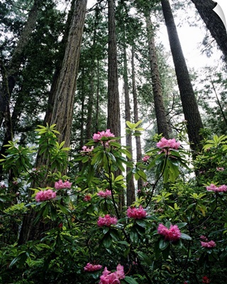 California, Rhododendrons And Coast Redwoods In Fog