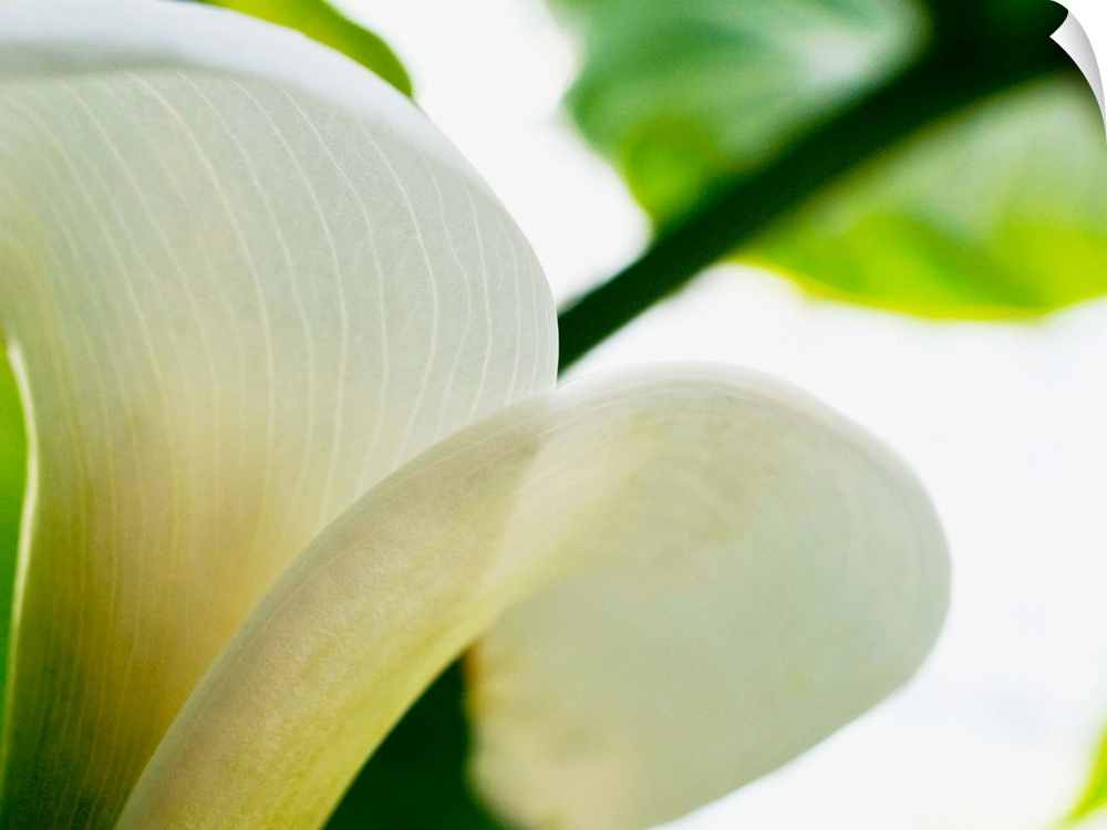 A big piece that is a closely taken photograph of a white calla lily from the side. Leaves and stems are out of focus in t...