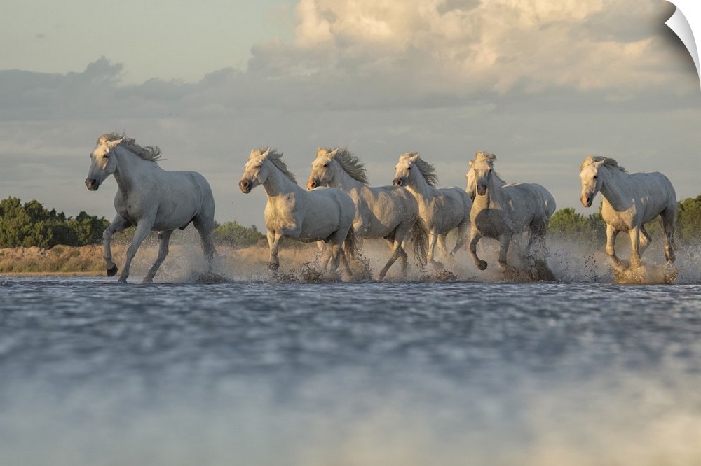Camargue horses running through the water in the south of France. A fine example of the power in these amazing animals; Sa...