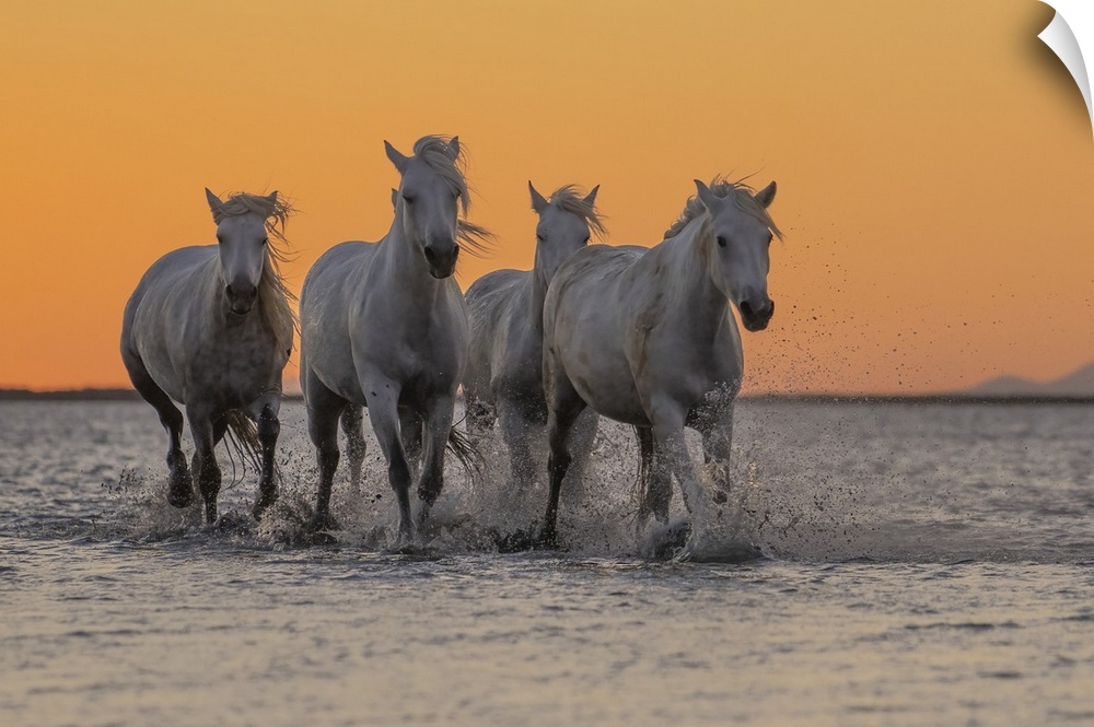 Camargue horses running through the water at sunrise in the south of France. A fine example of the power in these amazing ...