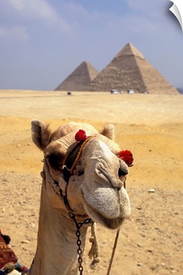 Camel Looking At Camera With Pyramids In The Background, Giza, Egypt