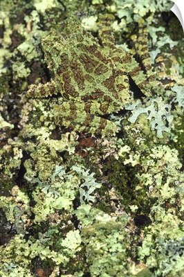 Camouflaged Vietnamese Mossy Tree Frog
