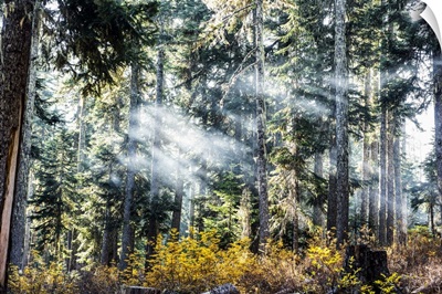 Campfire Smoke On An Autumn Morning, Gifford Pinchot National Forest, Washington