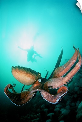 Canada, British Columbia, Giant Pacific Octopus With Diver