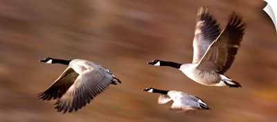 Canada Geese (Branta Canadensis) In Flight