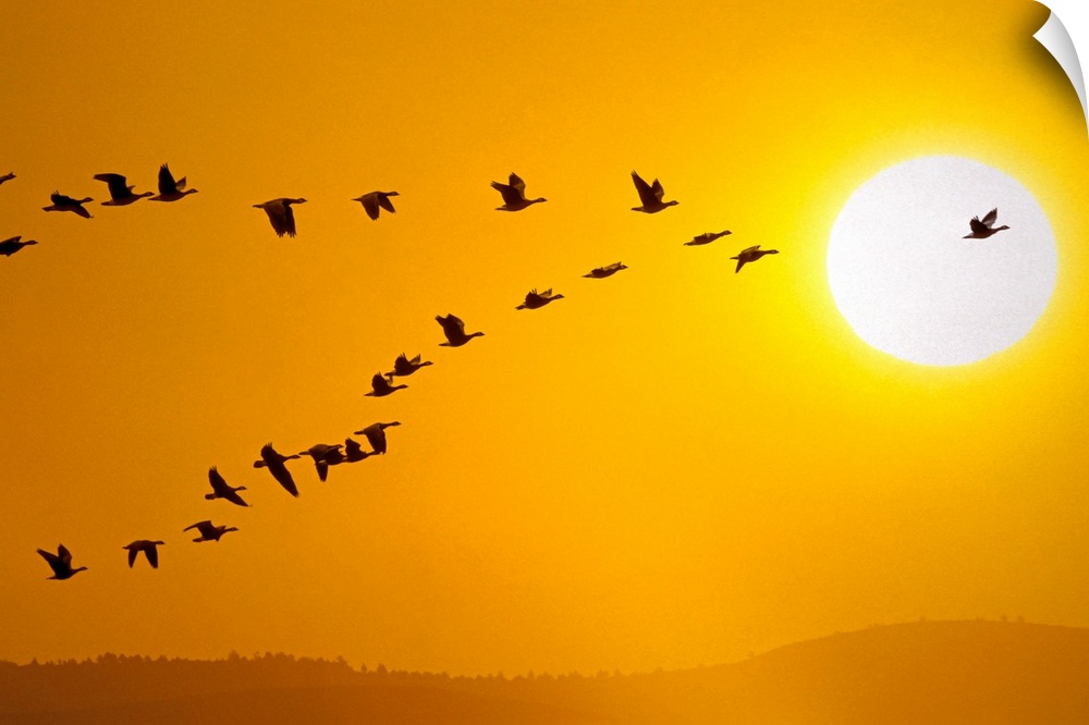 A flock of geese is pictured in V formation as they fly high in the sky with a large sun in the background.