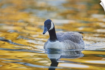 Canada Goose (Branta Canadensis) Swimming In A Lake, Bavaria, Germany