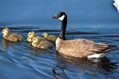 Canada Goose Swimming With Newborn Gosling Chicks, Alaska