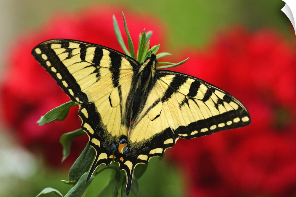 Close Up Of A Canadian Tiger Swallowtail Butterfly With Red Geraniam Flowers In Background