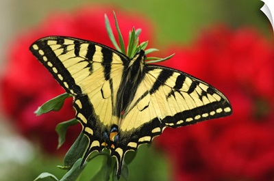 Canadian Tiger Swallowtail Butterfly With Red Geraniam Flowers