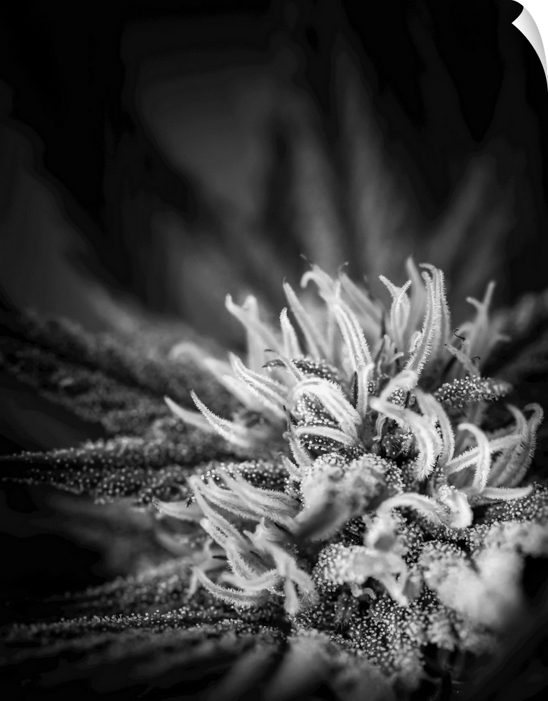 Close-up of a maturing cannabis plant and flower with visible trichomes. Marina, California, united states of America.