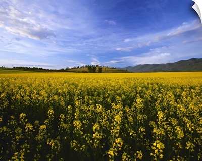 Canola field in bloom in the morning light of Montana's Mission Valley, Polson, Montana