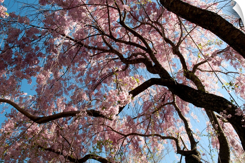 Canopy of weeping Higan cherry trees, Prunus subhirtella var. pendula.