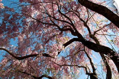 Canopy of weeping Higan cherry trees, Prunus subhirtella var. pendula.; Cambridge, Massachusetts.