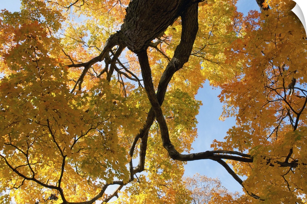 Canopy view of a large sugar maple in fall. Cambridge , Mt. Auburn , Massachusetts