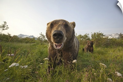 Captive Grizzlies, Alaska Wildlife Conservation Center