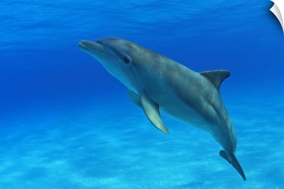 Caribbean, Bahamas, Bahama Bank, Atlantic Bottlenose Dolphin