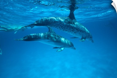 Caribbean, Bahamas, Spotted Dolphins, Pair Near Surface With Reflection