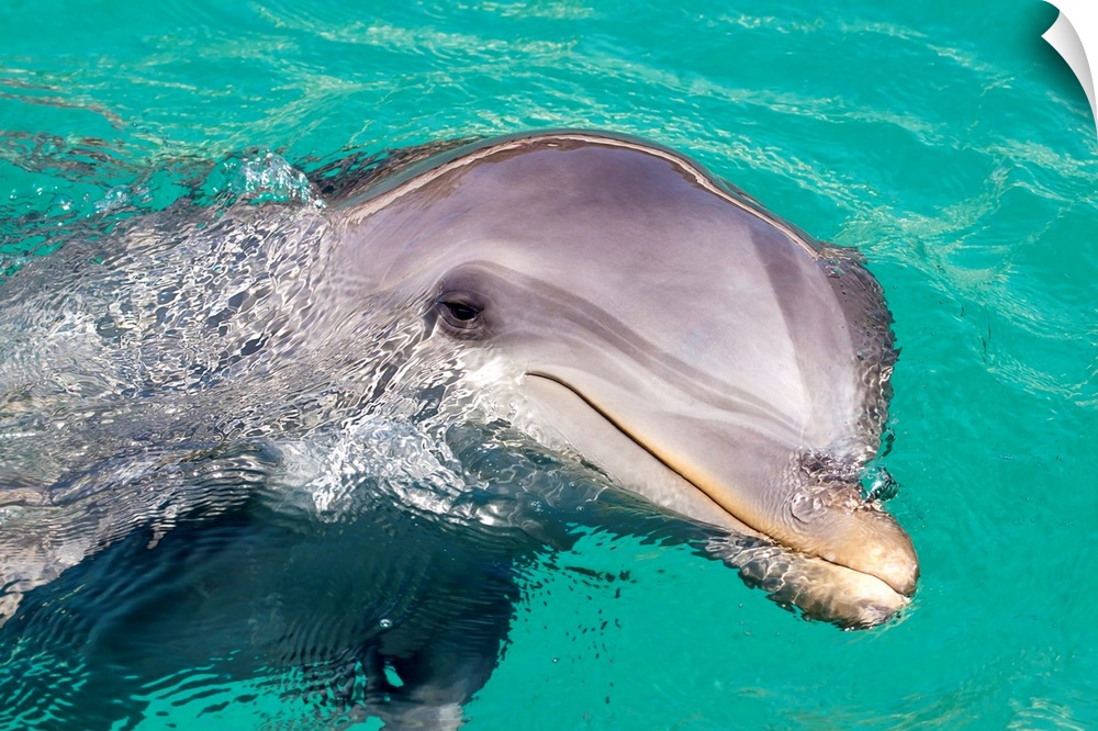 Caribbean, Netherlands Antilles, Curacao, Bottlenose Dolphin (Tursiops Truncatus)